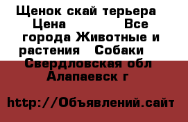 Щенок скай терьера › Цена ­ 20 000 - Все города Животные и растения » Собаки   . Свердловская обл.,Алапаевск г.